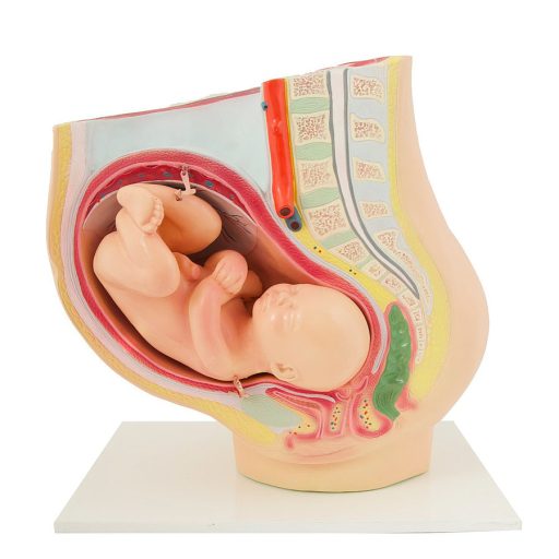 Anatomiczny model kobiety w ciąży w 40. tygodniu