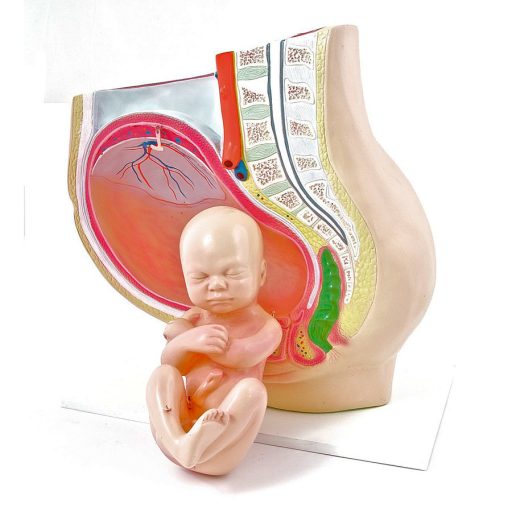 Anatomiczny model kobiety w ciąży w 40. tygodniu