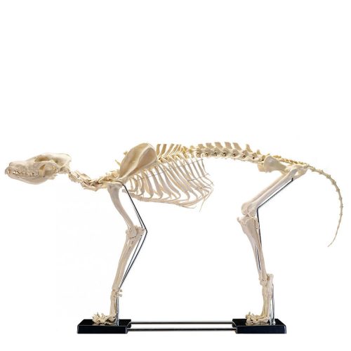 Hunde-Skelett-Modell