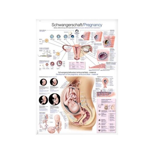 Tablica ścienna ciąży