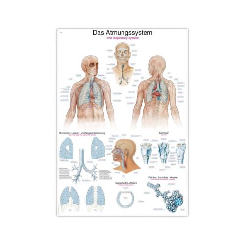 The Respiratory System Wall Chart