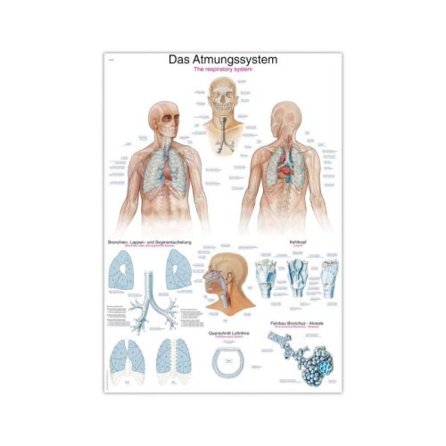 Plansza ścienna układu oddechowego