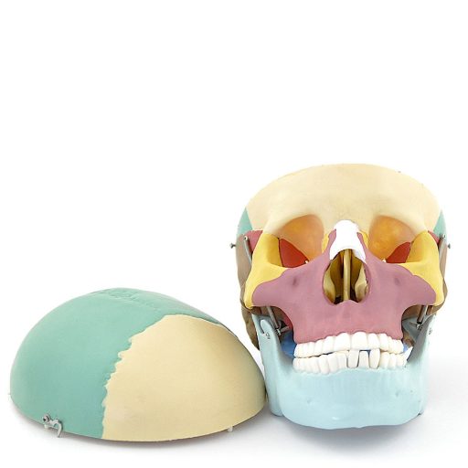 Couloured skull model