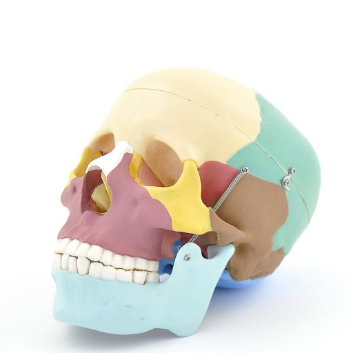 Couloured skull model