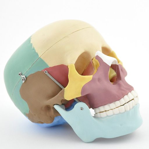 Couloured skull model