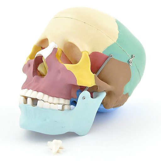 Couloured skull model