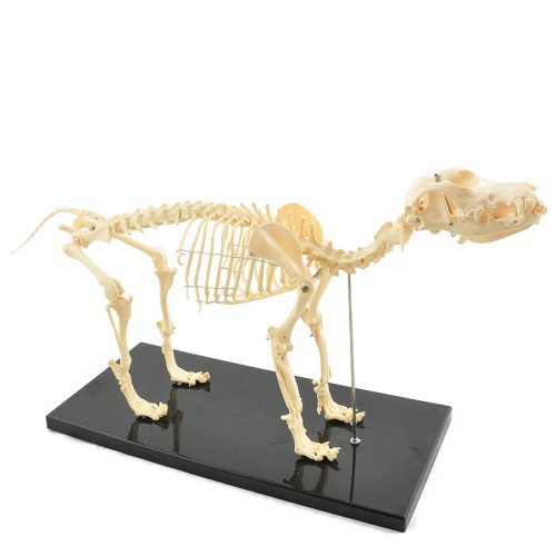 Mittelgroßes Hundeskelett-Modell