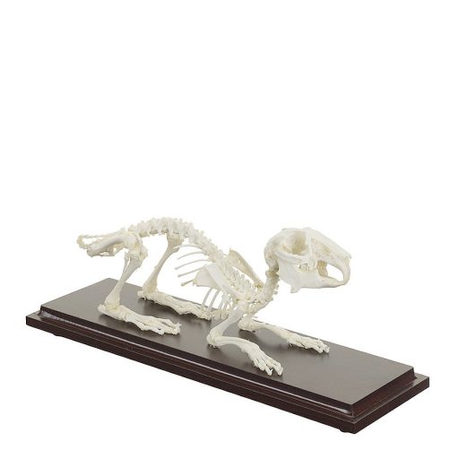 Rabbit skeleton specimen 