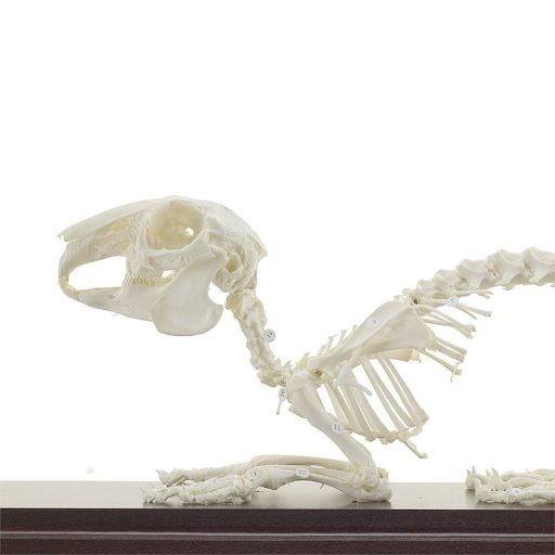 Rabbit skeleton specimen 