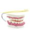 Dental hygiene model with toothbrush
