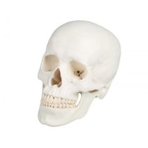 Anatomy