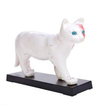 Veterinary models